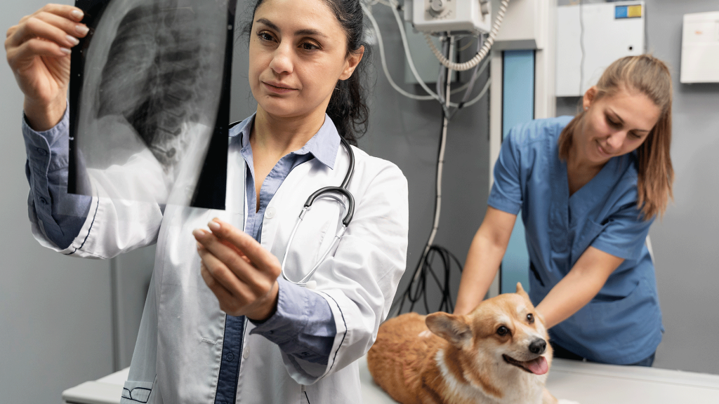 Profissionais da saúde cuidando de um cachorro e analisando seu Raio X.